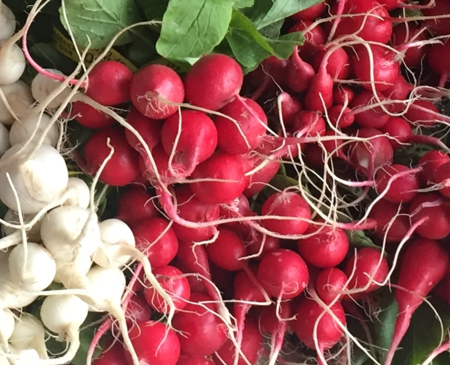Radish on display at Union Square Farmers Market in NYC.  Often part of our Farm Box