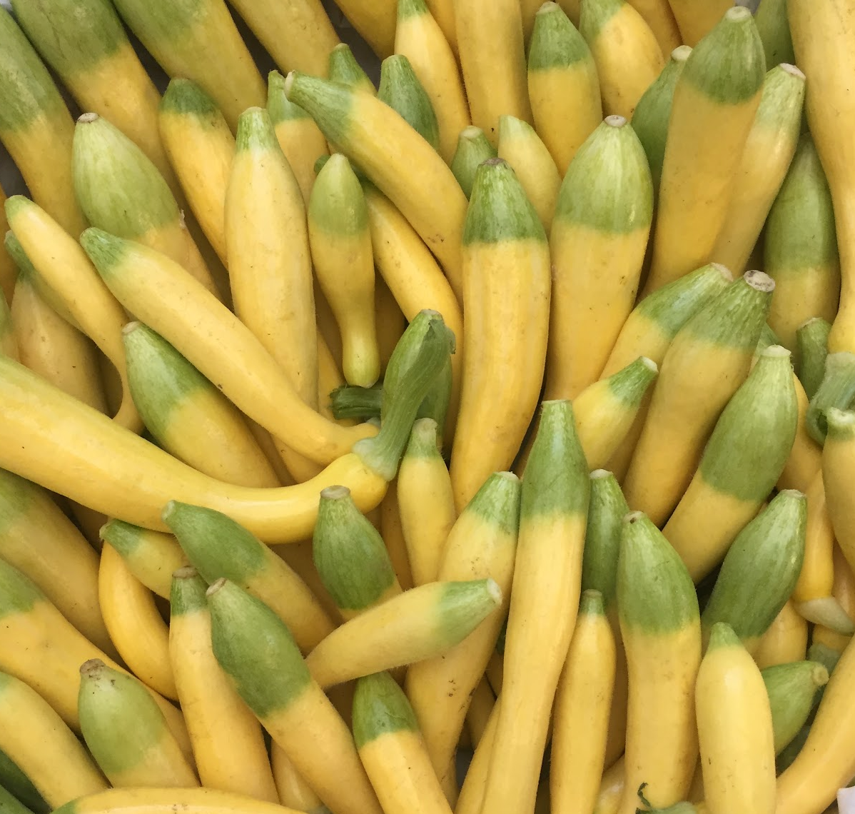 Summer Squash that is perfect for grilling.  Shipped from Norwich Meadows Farm nationwide.