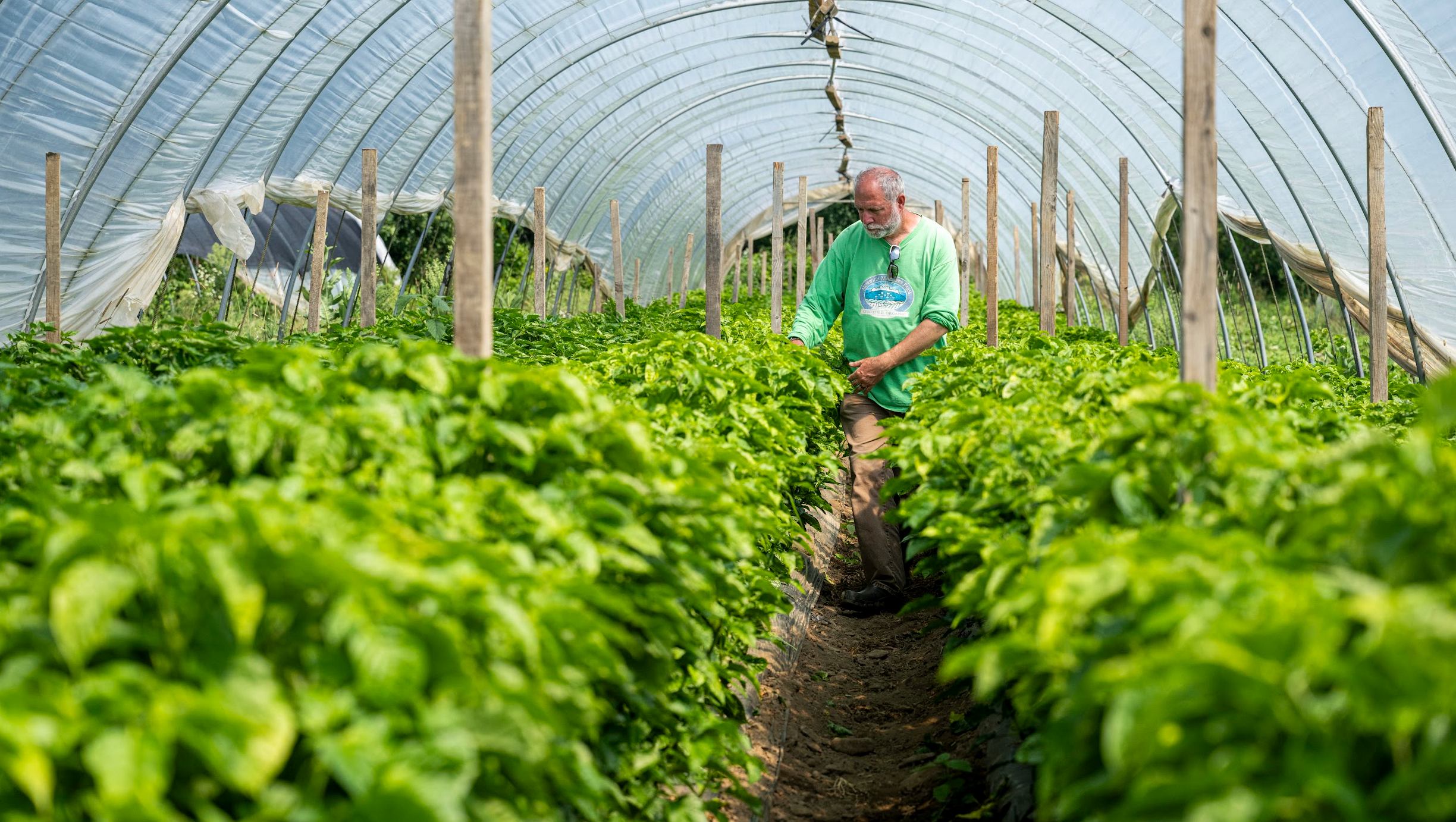 Zaid harvesting in the high tunnels up at the farm in Norwich, NY before talking about CSA
