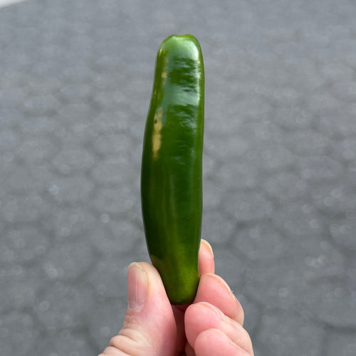 Serrano Peppers grown organically on Norwich Meadows Farm