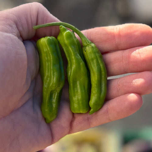 Wonderful shishito peppers that we love blistered with seasalt.  Grown on Norwich Meadows Farm.