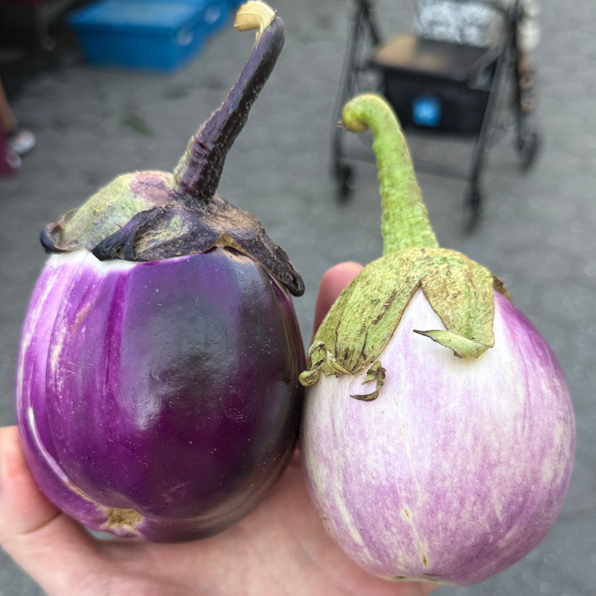Sicilian style eggplant - popular amongst chefs, at union square green market and grown by Norwich Meadows Farm