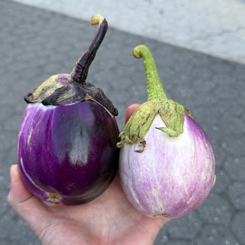 Sicilian Eggplant - a best seller at Norwich Meadows Farm.