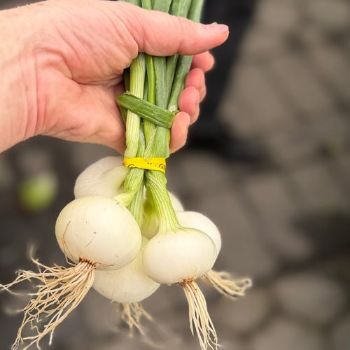 White Spring onions at Union Square for sale grown on Norwich Meadows
