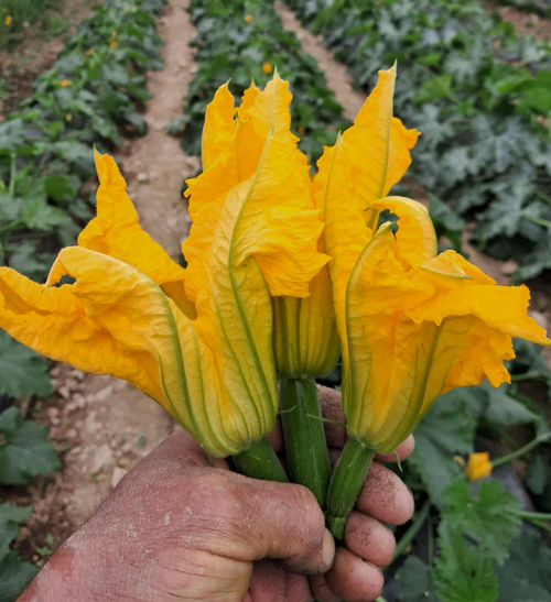 Squash Blossoms on Norwich Meadows Farm.
