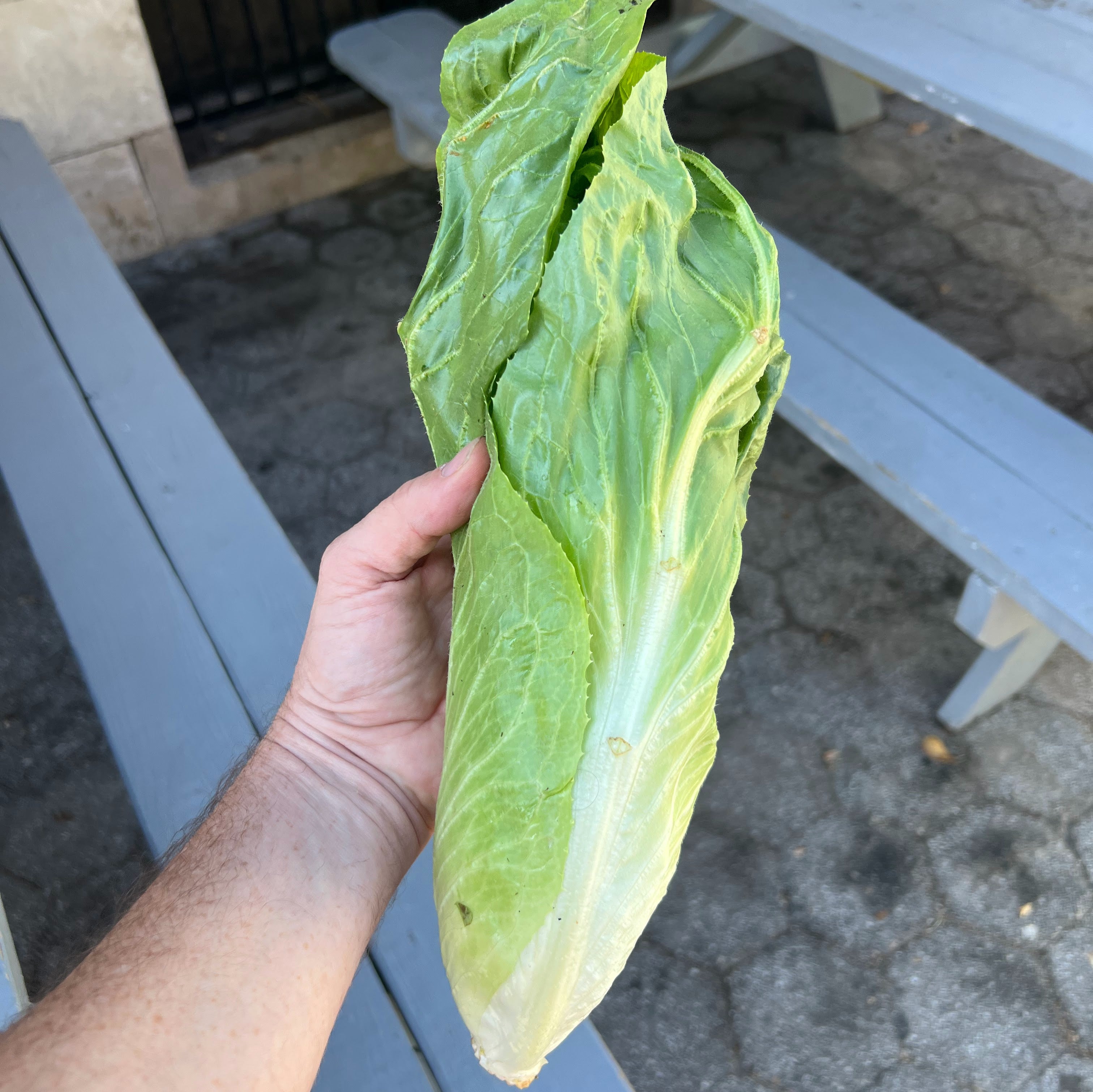Fall Chicory & Radicchio Box