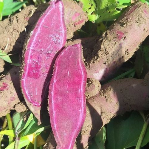 Japanese Sweet Potatoes for the Asian Harvest Box