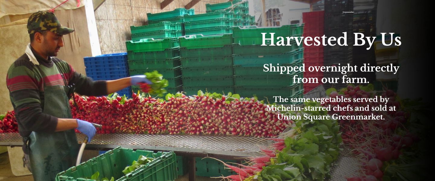 Our shed at the farm in Norwich, getting ready for Union Square's Farmers Market.