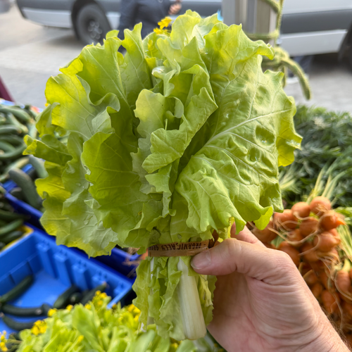 Tokyo Bekana at Union Square Farmers Market, for sale to chefs and market customers.