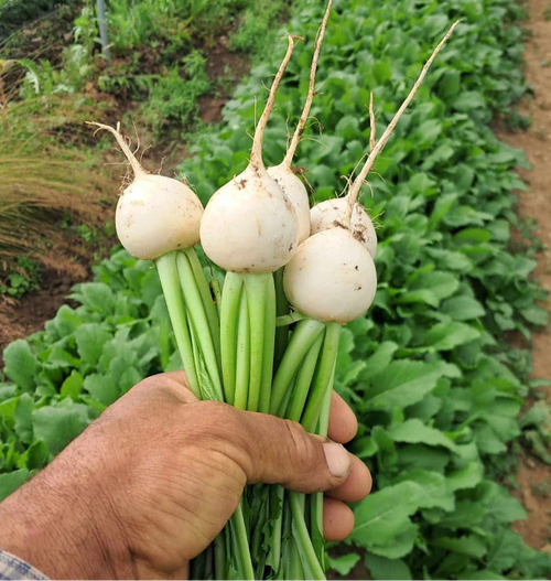 White Hakurei Turnips a Japanese Variety from Norwich MEadows Farm