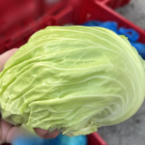 Saku Saku Japanese Cabbage - 1 head