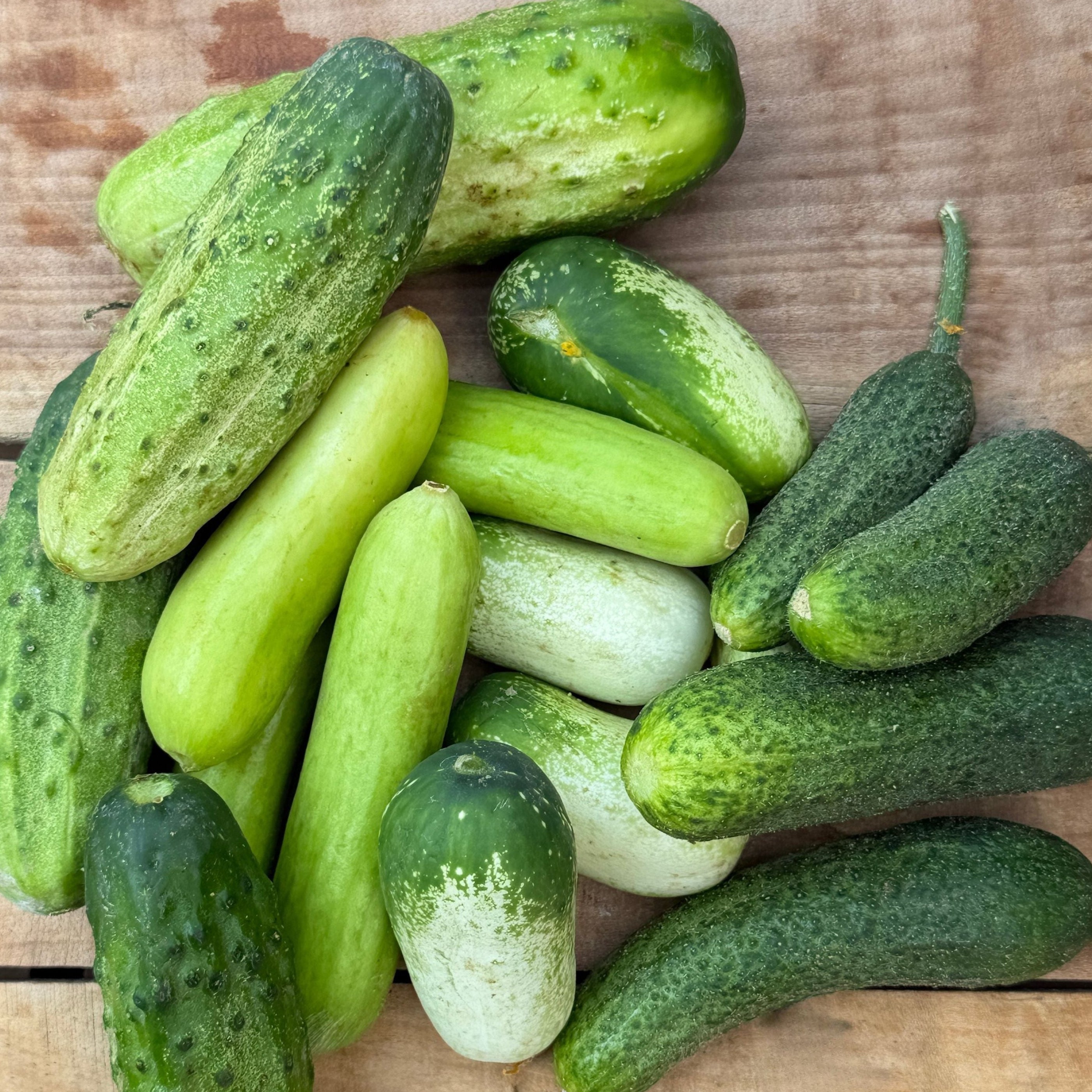 A collection of specialty fresh cucumbers that are perfect for pickling