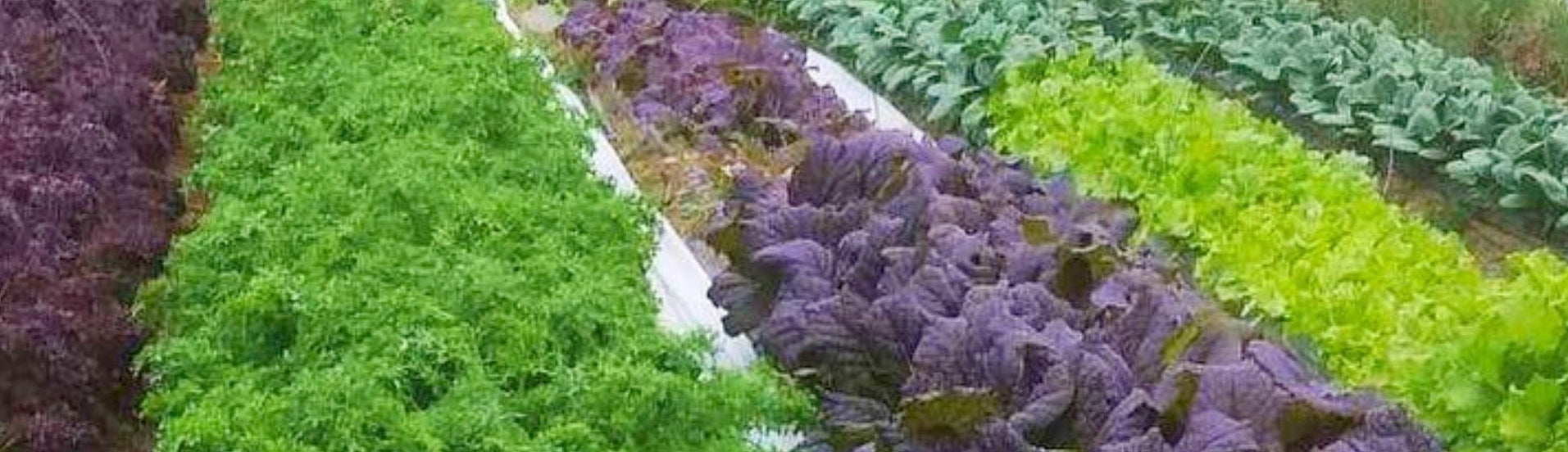 Crop Diversity in a high tunnel is an essential part of farming at Norwich Meadows Farm.