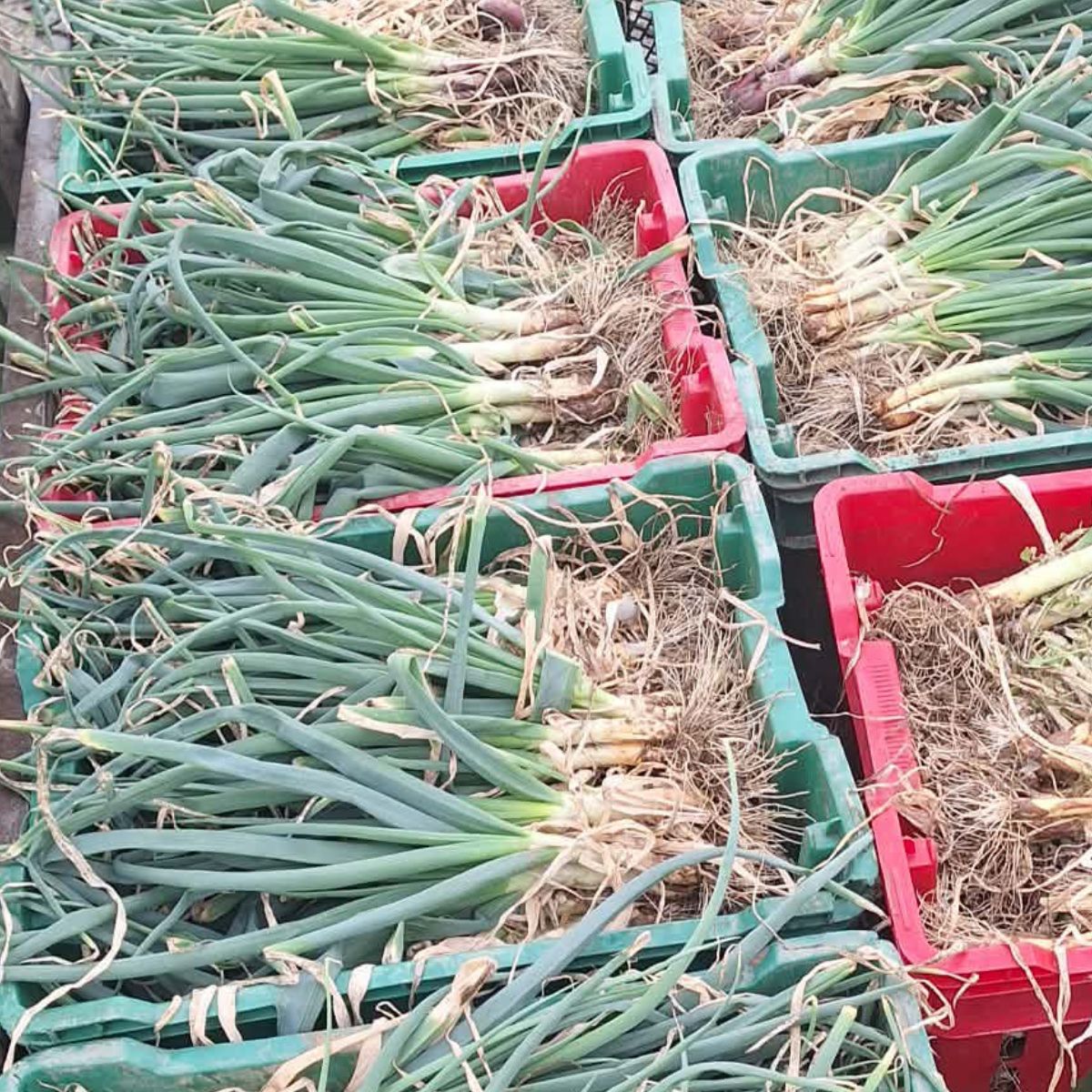 Fresh harvested green garlic getting ready for the market.