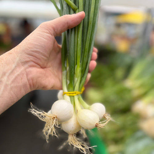 White pear onion bunch.  Spring onions at Union Square.
