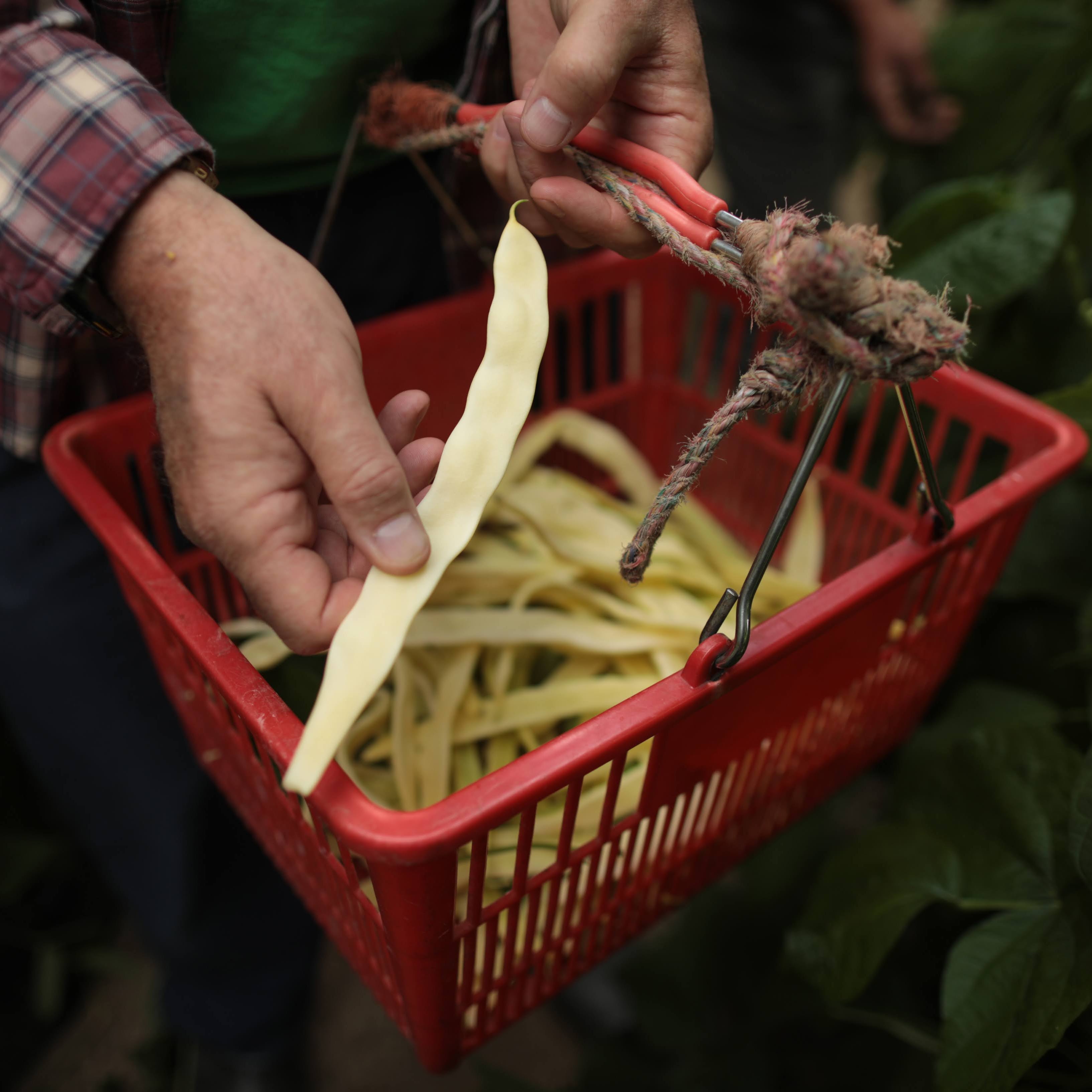 Harvesting Yellow Romano Beans at Norwich Meadows Farm.