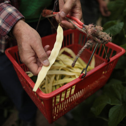 Harvesting Yellow Romano Beans at Norwich Meadows Farm.