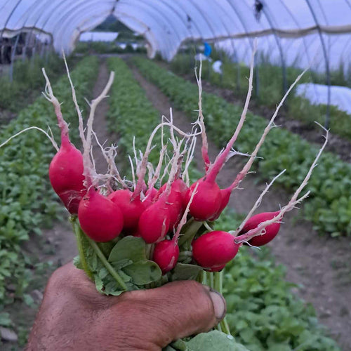 Red radish picked from the high tunnel at Norwich Meadows Farm.