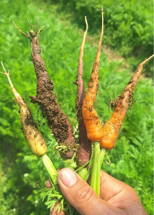 baby carrot mix just harvested in norwich 