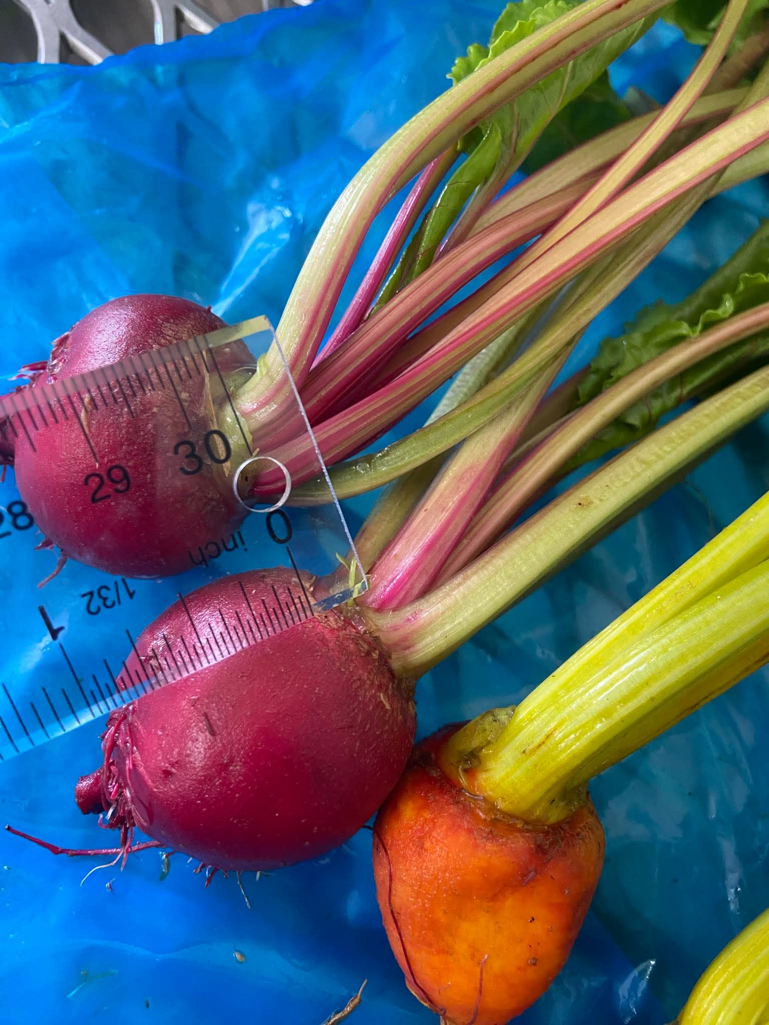 Red Beet measurment - baby size, Norwich Meadows Farm