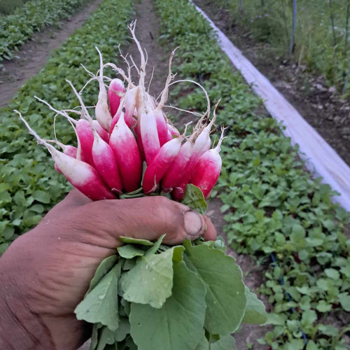 A beautiful bunch of french breakfast radish harvested from our high tunnels.