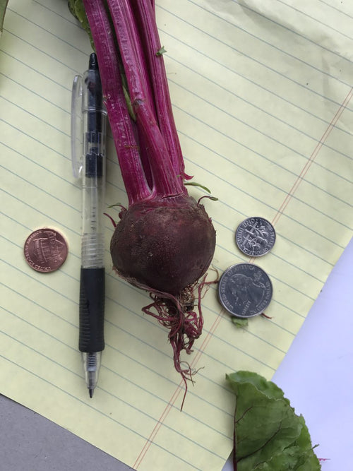 Baby Beet with coins and a pen for scale - harvested for a NYC Michelin Star Restaurant.