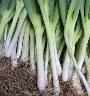 Japanese Negii on Norwich Meadows Farm