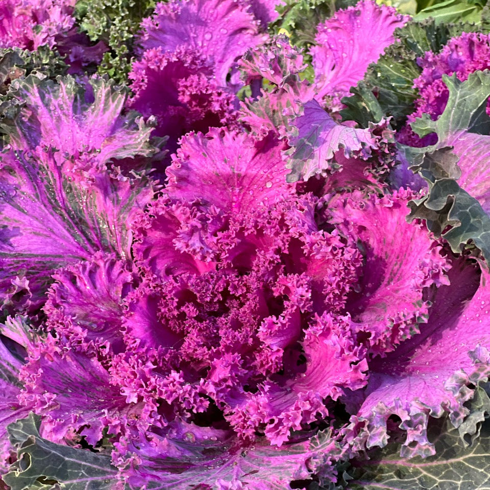 Ornamental edible Kale from norwich Meadows