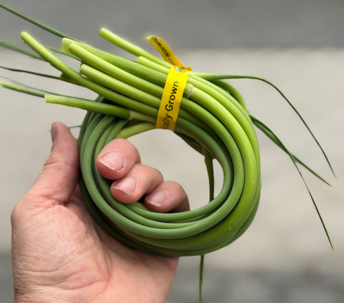 Garlic Scape - Norwich Meadows Farm