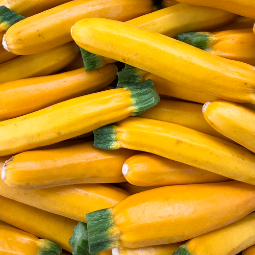 Goldbar summer squash harvest and ready for Union Square market. 