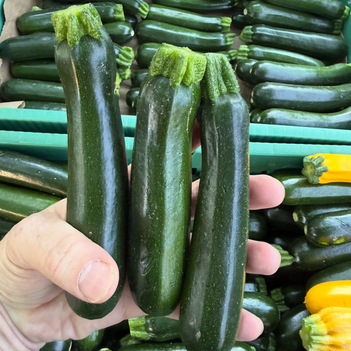 Green Zucchini - medium and baby available in our chef harvest box
