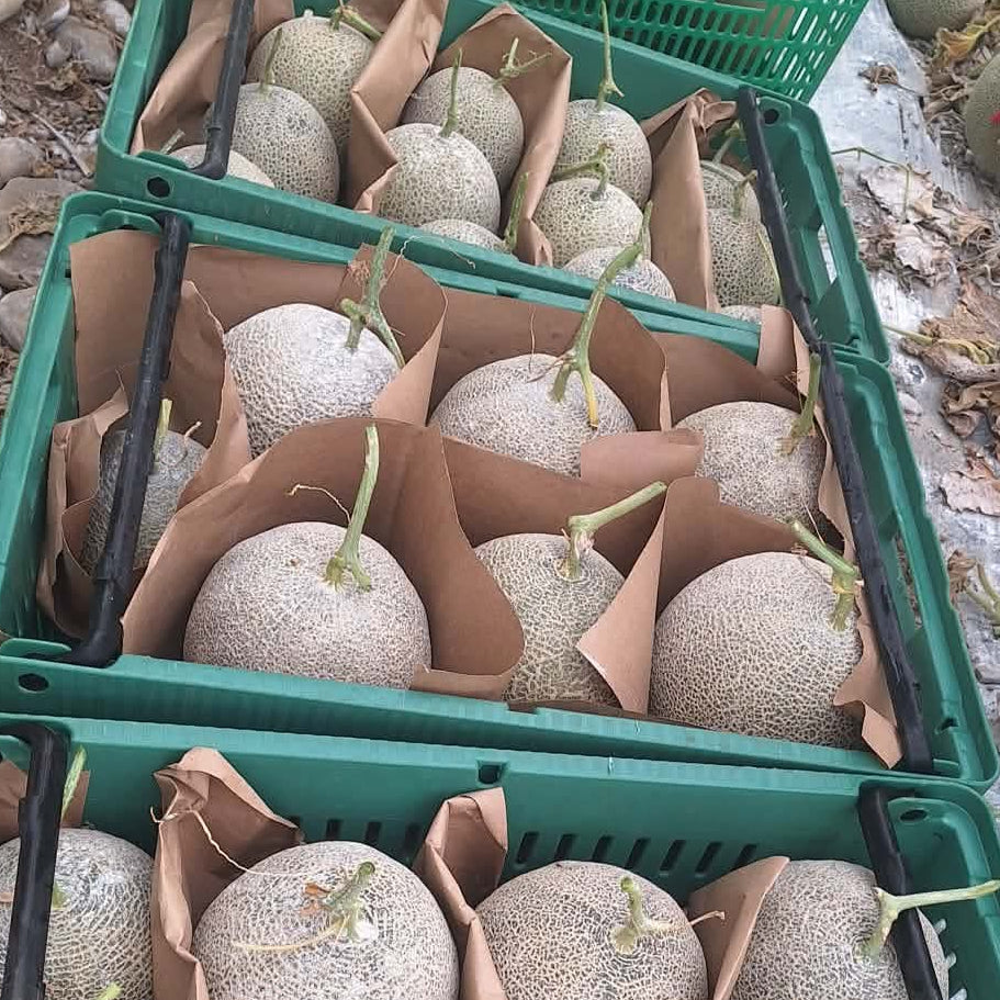 Hokkaido-style melon harvested fresh from Norwich Meadows Farm.