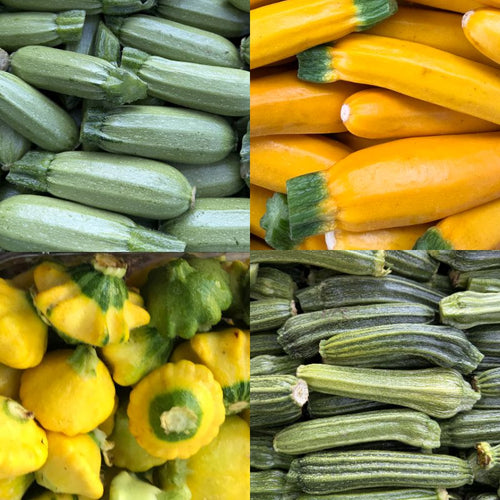 Mixed Summer Squash