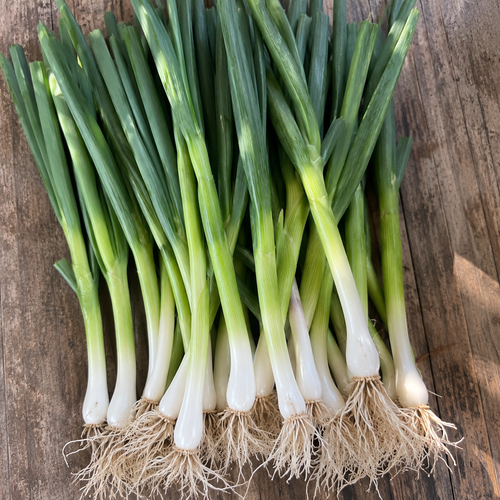 Negi Scallions grown on Norwich Meadows Farm.