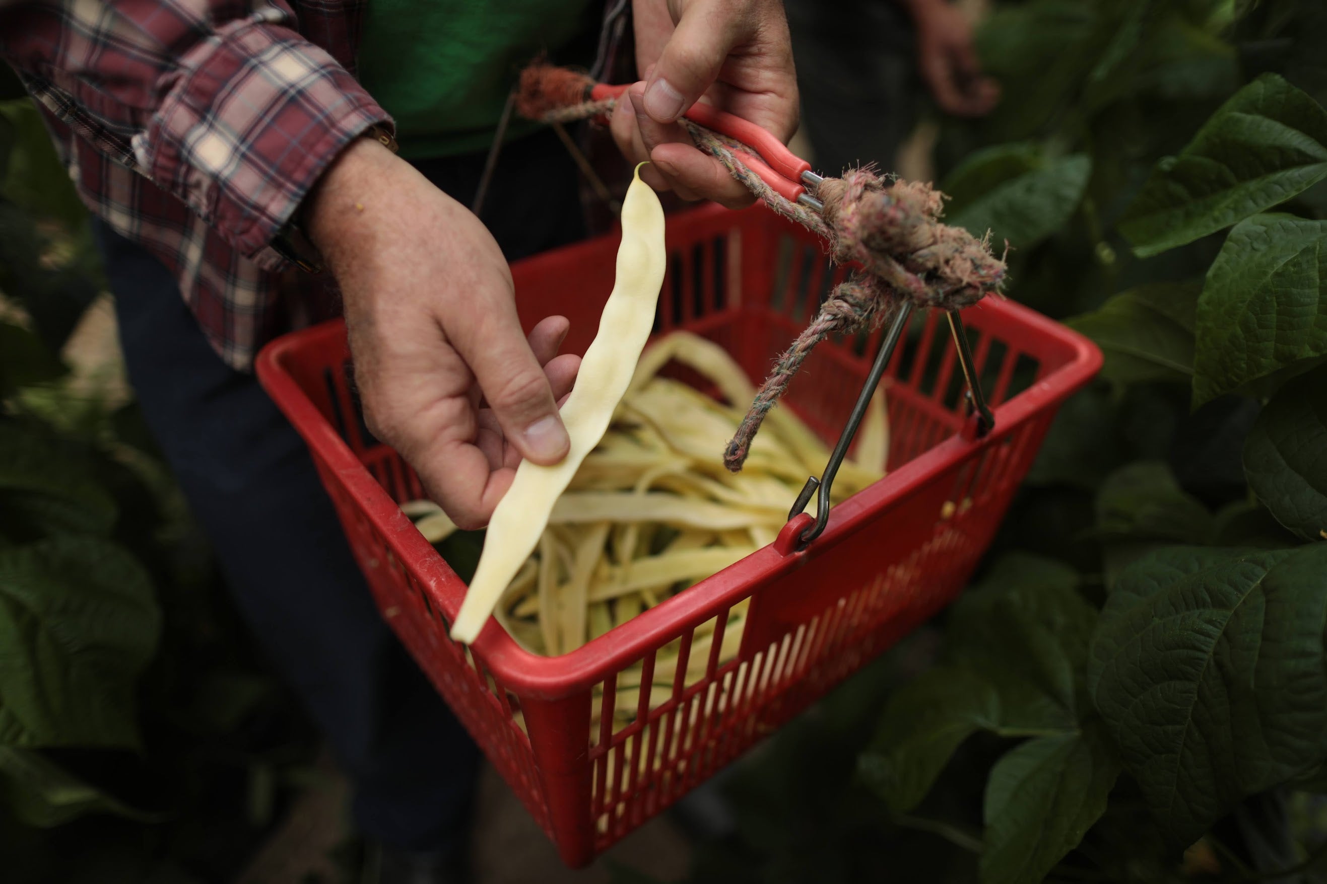 The Farm Box