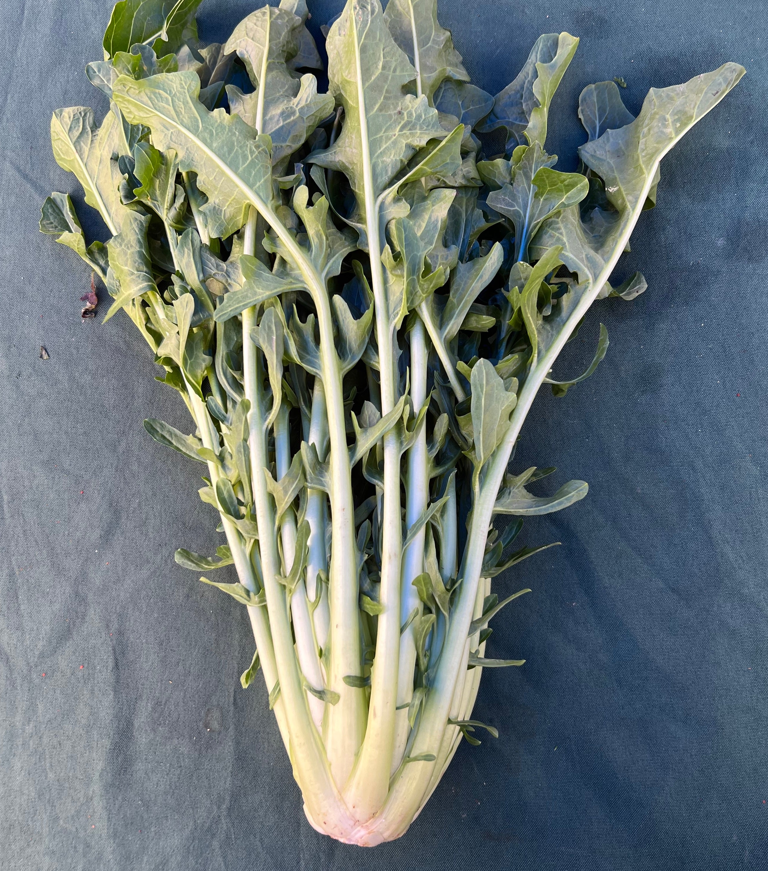 Fall Chicory & Radicchio Box