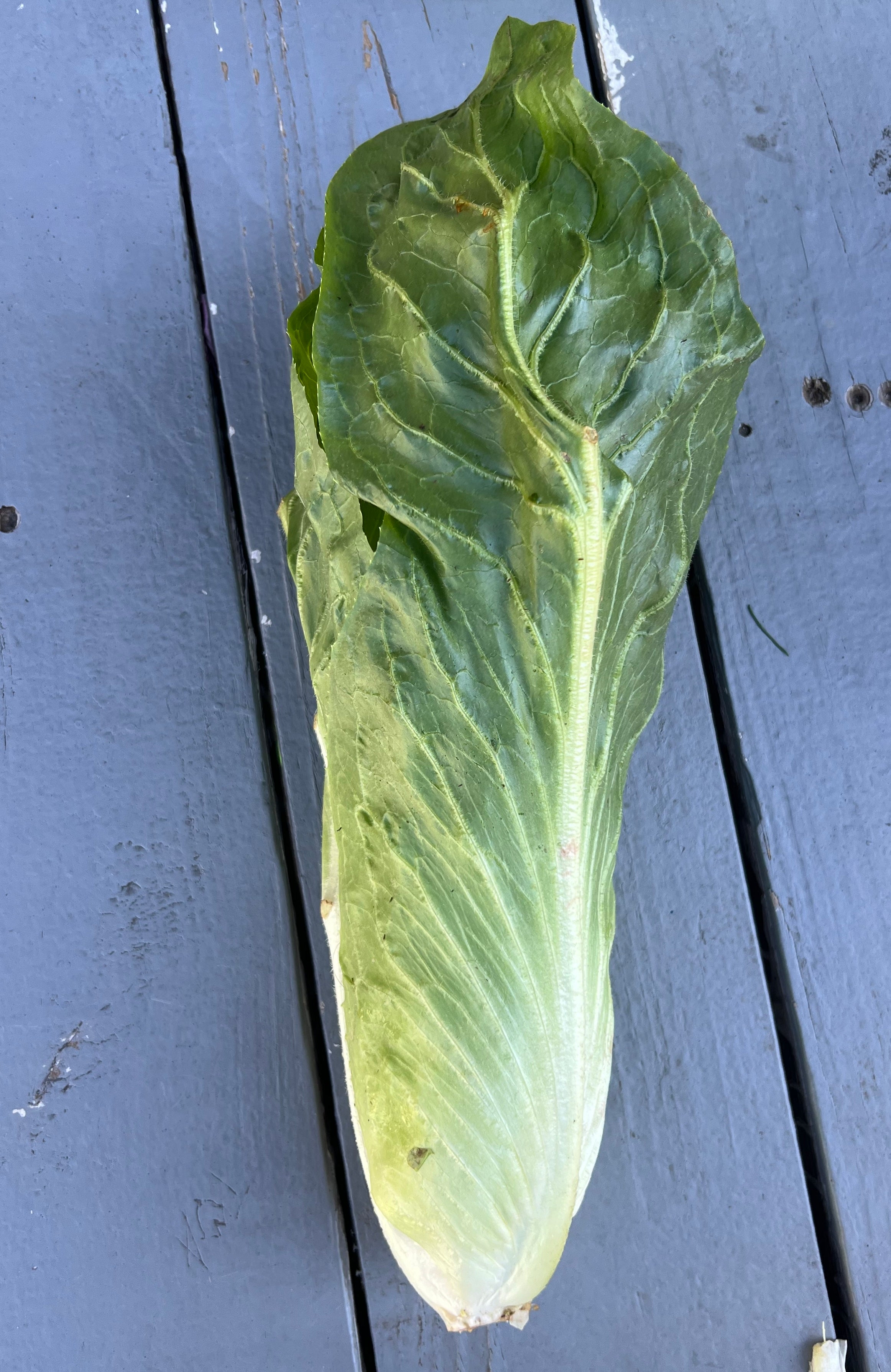 Fall Chicory & Radicchio Box