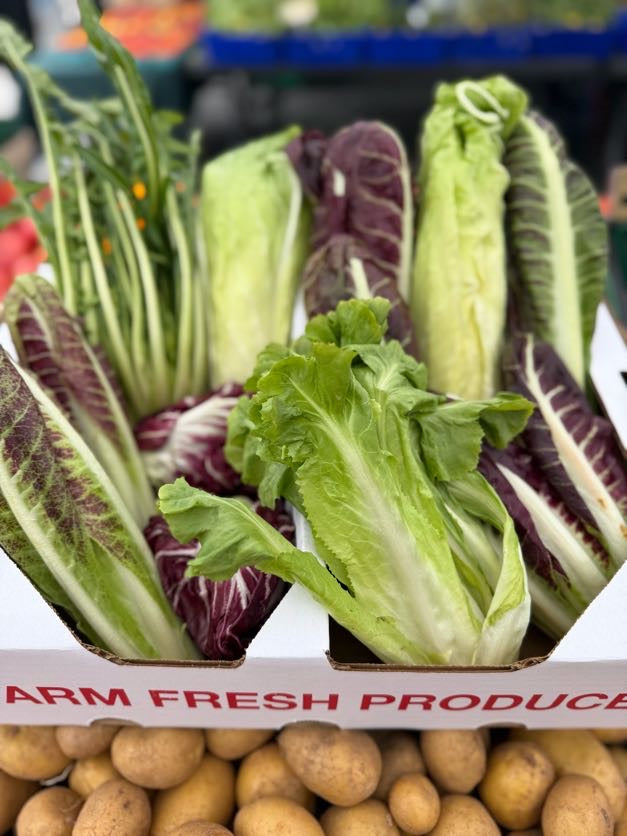 Fall Chicory & Radicchio Box
