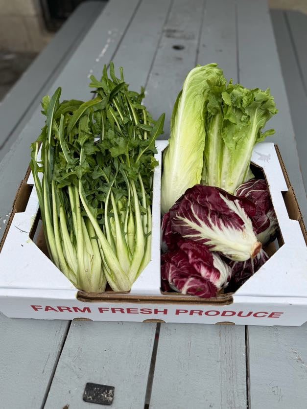 Fall Chicory & Radicchio Box