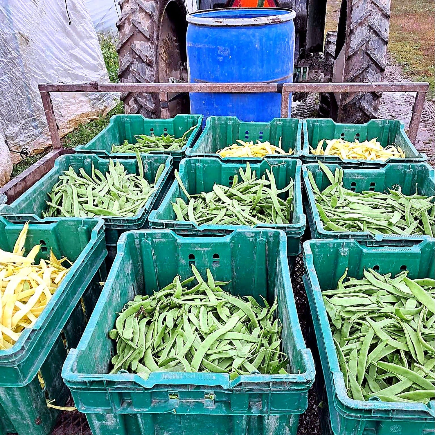 Fresh Romano harvest from Norwich Meadows Farm.