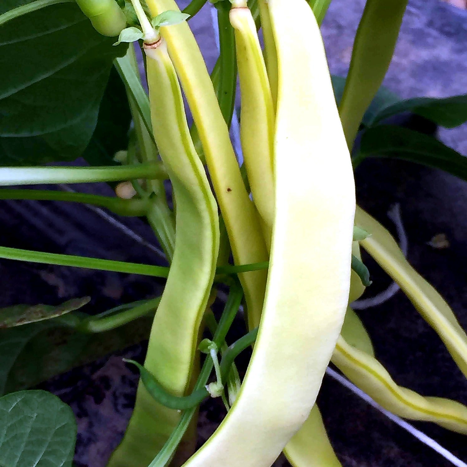 Yellow Romano beans still on the vine at Norwich Meadows Farm.