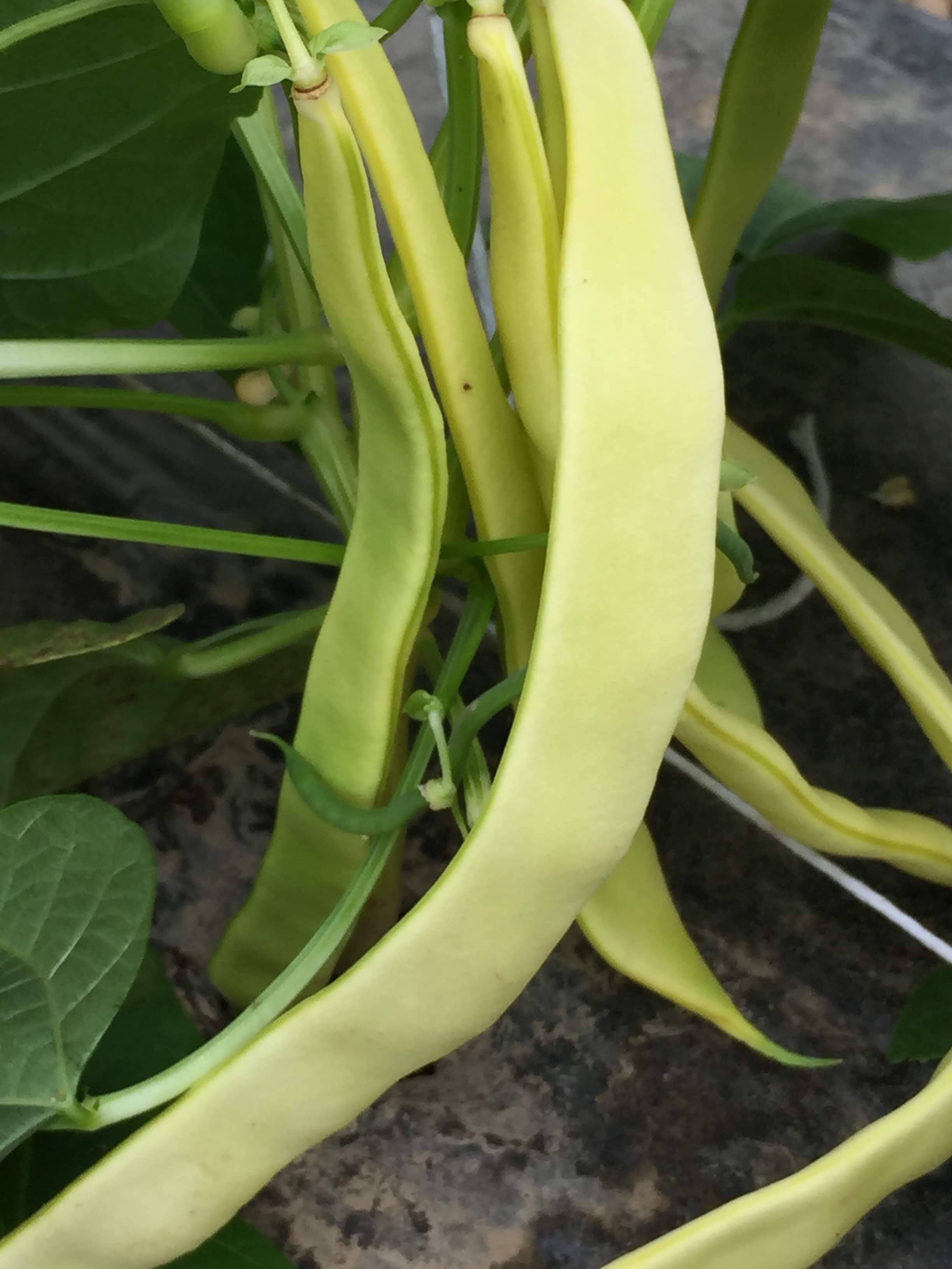 Yellow Romano on the vine in Norwich NY