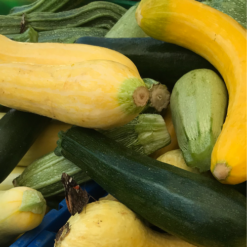 Mixed Summer Squash with a butterfly in Norwich New York, near our farm.