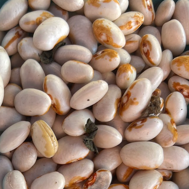 Yellow eye beans, fresh from norwich meadows farm.